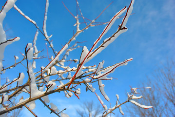 Tree branches covered with white fluffy snow close up detail, winter in forest, bright blue sky background
