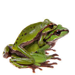 Big green whipping frog isolated on white
