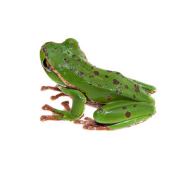 Big green whipping frog isolated on white
