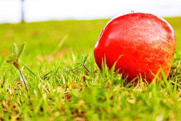 red apple on grass