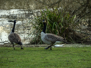 GEESE