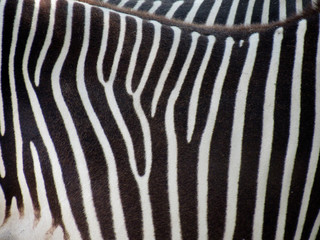 Fototapeta na wymiar Zebra fur