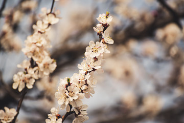 Apricot tree blossoms