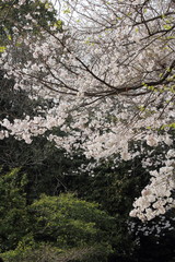 山口県　周南市　永源山公園　桜