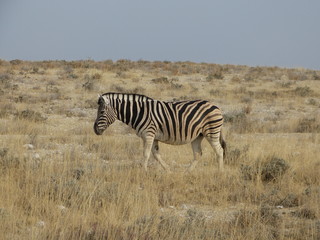 Fototapeta na wymiar A zebra walks lonely through the savannah of Etosha Nationalpark
