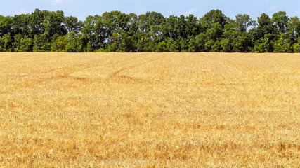 Fototapeta premium Field and trees