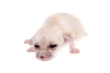 The fennec fox cub, 2 weeks old, on white