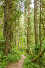 Obraz premium Fragment of Hayward Lake Park trail in Vancouver, Canada.