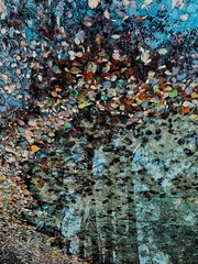 Colorful leaves lie in the water. Natural design concept