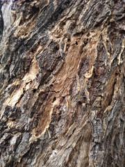 bark of a tree