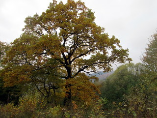 Beautiful oak in the autumn in yellow and green