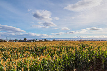 cornfields and blue sky