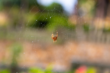 Orb Weaver Spider