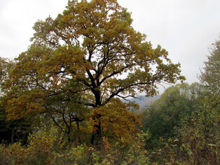 Beautiful oak in the autumn in yellow and green