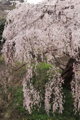 山口県　周南市　鹿野　弾正糸桜