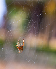 Orb Weaver Spider