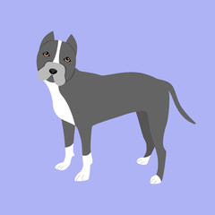 Vector illustration of an American Pitbull with cropped ears.