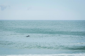 Golfinhos em Santa Catarina