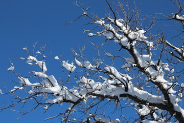 Snow on branches