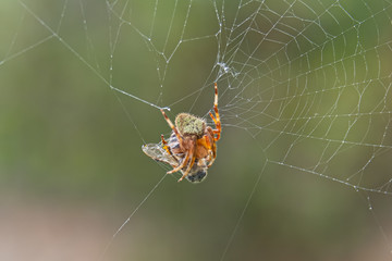 Orb Weaver Spider