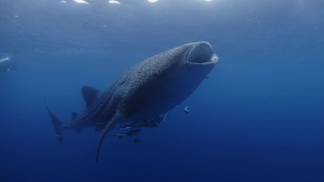 Whale Shark (Rhincodon typus) swimming feeding close of the camera underwater view. Kaimana (Indonesia)