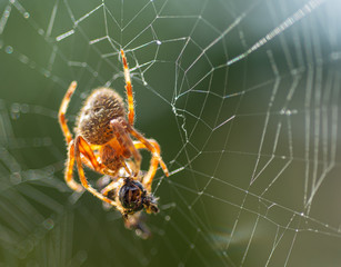 Orb Weaver Spider