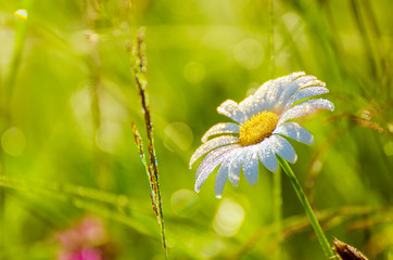 Wild camomile flowers