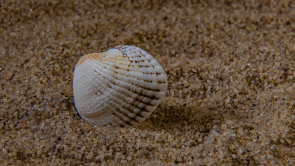 seashell