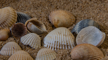 seashell