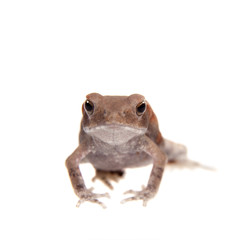 Small smooth-sided toad isolated on white background