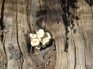 tree mushrooms
