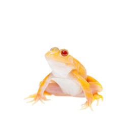 Albino Pool Frog on white, Pelophylax lessonae