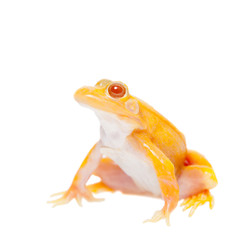 Albino Pool Frog on white, Pelophylax lessonae