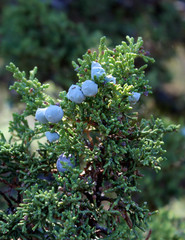 Juniper Berries