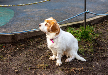 A small long-haired white dog with long red ears sits on a lawn.