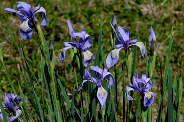 Springtime wild iris