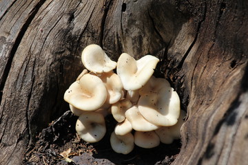 mushrooms on tree
