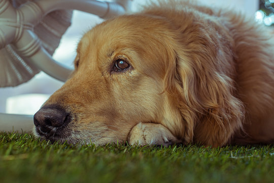 golden retriever at the foot of your house