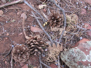 pine cone collection