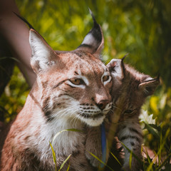 Adorable Eurasian Lynx with cub, portrait at summer field