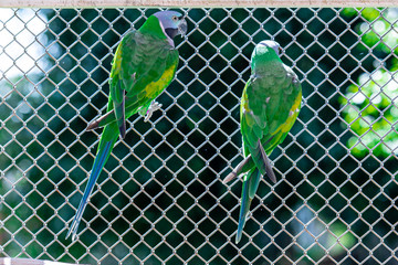 Couple of  Lord Derby's parakeet (Psittacula derbiana) in the aviary at a bird breeding site.
