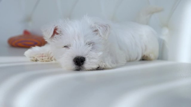 Westie Highland White Terrier puppy on the couch