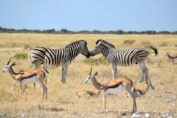 Fototapeta na wymiar Zebra und Antilopen