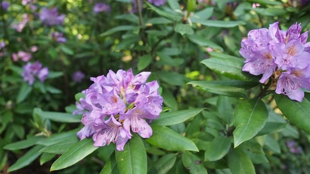 Bunch of beautiful blooming flowers of violet Rhododendron (Rhododendron "Bernstein" Ericaceae) in botanical garden in HD VIDEO. Illuminated by soft daylight. Close-up.