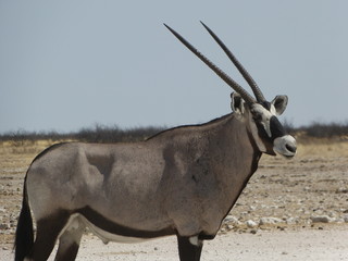 Orxy with big horns in Etosha Nationalpark