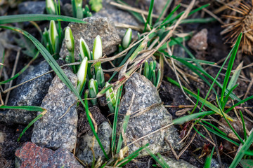 Snowdrops blossomed among the rocks. Hello spring