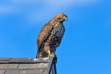Red-tailed Hawk - A close-up side view of a red-tailed hawk perching on a ridge end of a residential house roof on a sunny winter day. Lakewood, Colorado, USA.