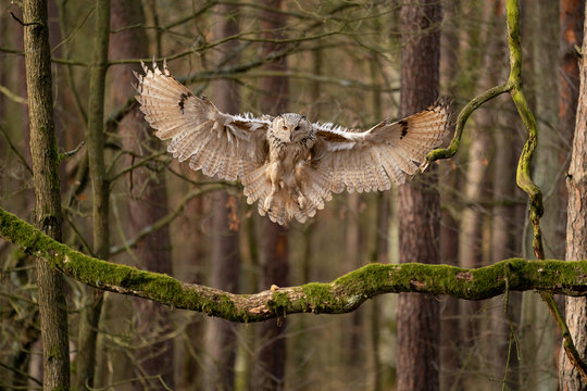 Big owl landing to the tree branch. Siberian eagle owl.
