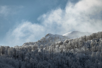 winter mountain landscape with frosty forest