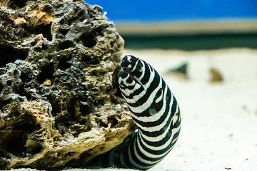Muraena under a stone in blue water.